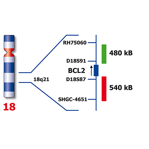 IVD BCL2 (18q21) Break - XL for BOND photo produit Back View L